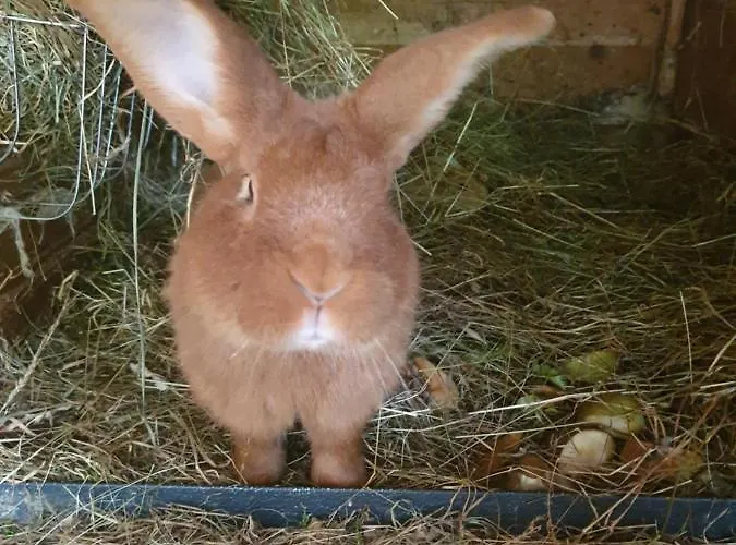 - Oetzmooshof 蓬高圣约翰