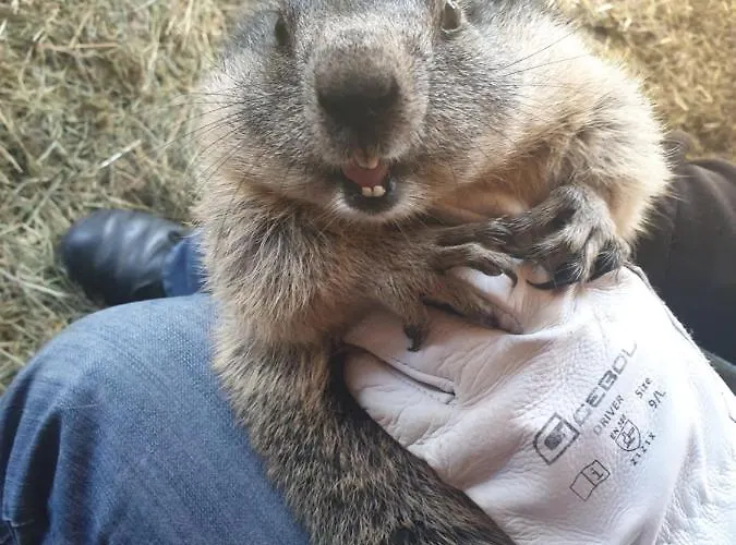 招待所 - Oetzmooshof 3*